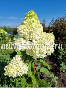 Гортензия метельчатая Диамантино (Питомник Грезневых)