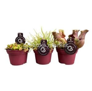 Карниворус Плант Смесь плотоядных растений С12 Н20