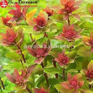 Спирея японская Спарклинг Шампань С3 СП 