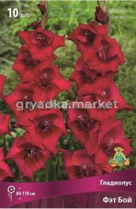 Гладиолус Фэт Бой 10-12 10шт.