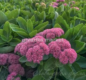 Очиток видный 