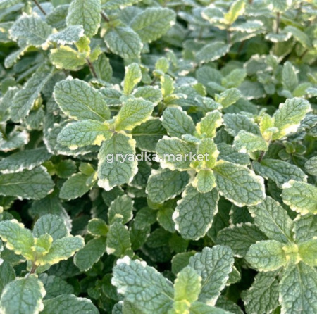 Мята ананасная 