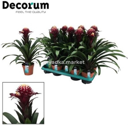 Гусмания Франческа (этикет) 13см