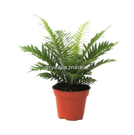 Блехнум Гиббум Сильвер Леди С17 Н40