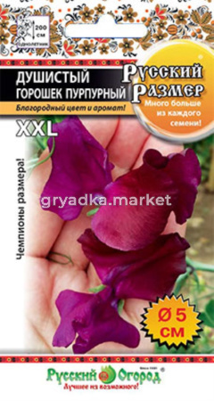 Душистый горошек Русский размер Пурпурный 6 шт. НК