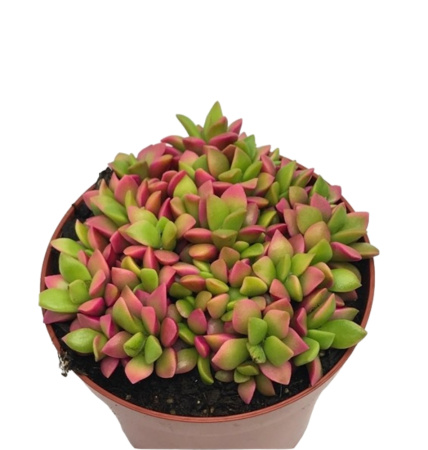 Анакампсерос Руфесценс Пинк Липс 8,5см Анакампсерос Руфесценс Пинк Липс 8,5см