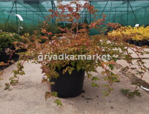 Скриншот 25-04-2023 150212