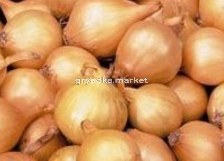 Лук-севок Свифт 10-21 ОЗИМЫЙ 20кг Чувашия