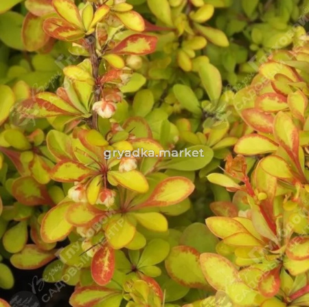 Барбарис Тунберга Адмирейшн 15-20 С2 ПК