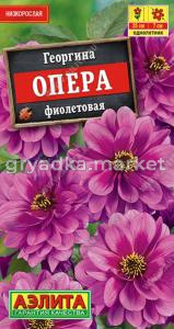 Георгина Опера фиолетовая ---