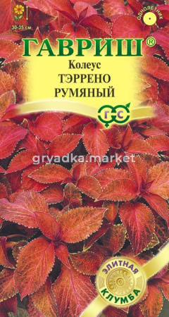 Колеус Тэррено румяный х5шт, Н17  Гавриш