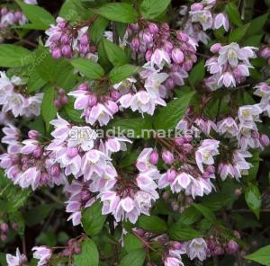 Дейция пурпурная Калмифлора 40-60 С7,5 ГлХ