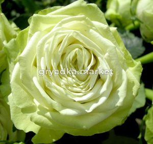 Роза Грин Ти чайно-гибридная 1шт (БиоМастер)