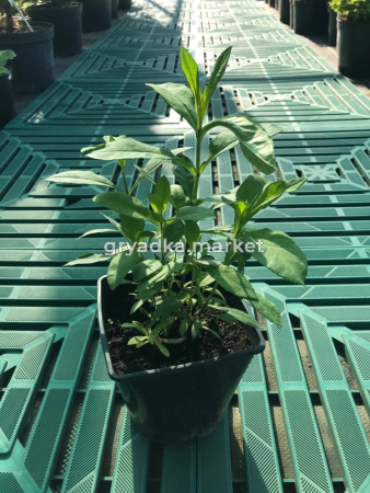 Флокс метельчатый в контейнере С2