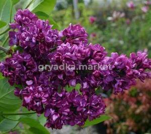 Скриншот 21-04-2026 132056