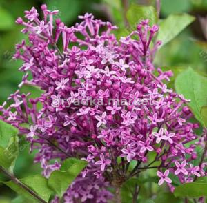 Сирень гибридная Блумеранг Дарк Перпл 50-60 С7,5 ГлХ