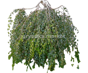 Скриншот 31-03-2025 141056-Photoroom