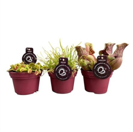 Карниворус Плант Смесь плотоядных растений С12 Н20