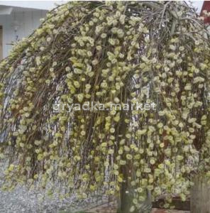 Ива козья Кильмарнок С4 Шт-120 ПА/25