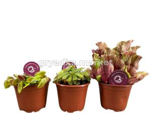 Карниворус Плант Смесь плотоядных растений С8,5 Н18