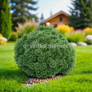 Сосна горная Бенджамин C5 1