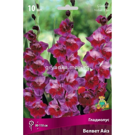 Гладиолус Велвет Айз (желтый с красно-малиновым пятном,гофрированный, 80-110см, 10шт, 10-12)