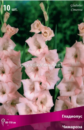 Гладиолус Чимароза 10шт 10-12