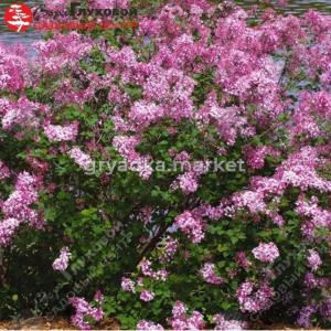 Сирень гибридная Блумеранг Пинк Парфюм 40-60 С7,5 ГлХ