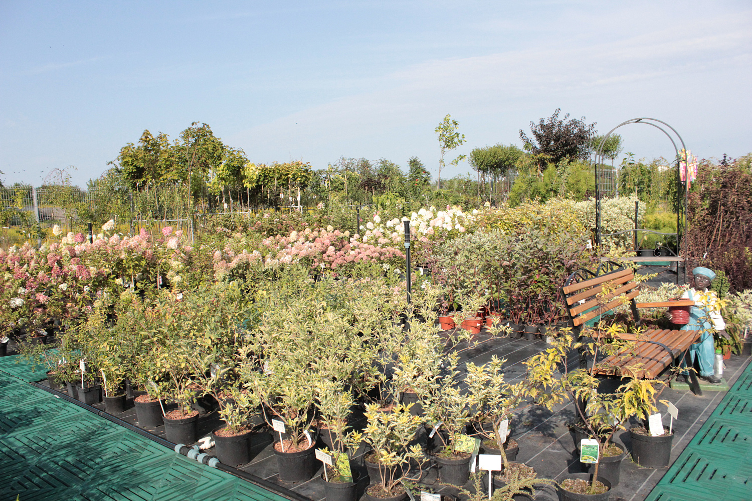 Секреты успешного выращивания саженцев: от выбора почвы до ухода