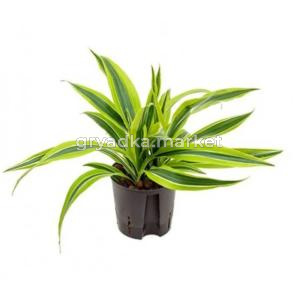 Драцена фрагранс Лемон Лайм копстек, кор. (D-12)