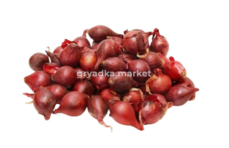 Лук-севок Кармен (красный) 14-21  20-+кг Чувашия