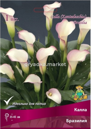 Калла Бразилия (бело-розовый, 1шт, 14-16)