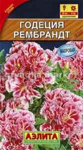 Годеция Рембрандт махровая Аэлита