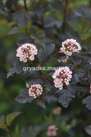 Пузыреплодник калинолистный (Physocarpus opulifolius LITTLE DEVIL® Donna May PBR) С2 Н35-40 