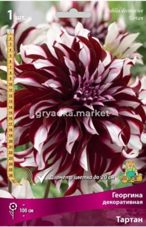 Георгина Тартан 1шт крупный!