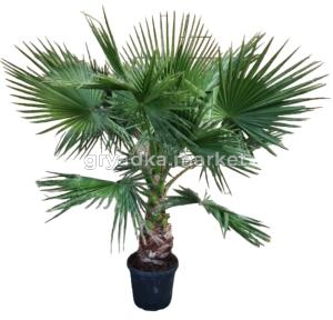 Вашингтония Робуста, наб. (D-15)