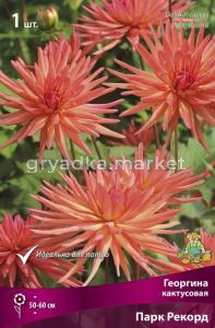 Георгина кактусовая Парк Рекорд (60см, диаметр 18см, розово-медно-оранжевые с желтым центро, 1шт, I)