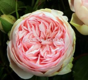 Скриншот 14-04-2026 143810