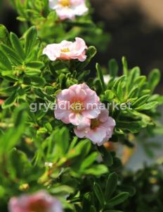 Лапчатка кустарниковая Принцесс (Пинк Куин) С3