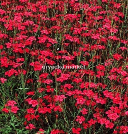 Гвоздика травянка Brilliancy, С3 (Питомник Малахит)
