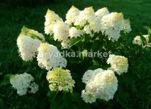Гортензия метельчатая Сильвер Доллар C2