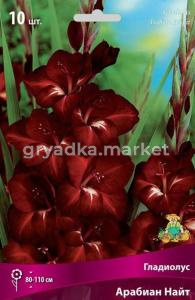 Гладиолус Арабиан Найт 10шт 10-12