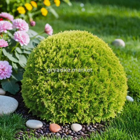 Туя западная Голден Глобе B 50-60 1
