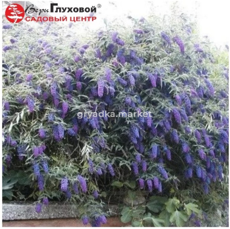 Буддлея Давида Эмпайр Блю 45-60 С10 БАл (цветки пурпурно-красные)