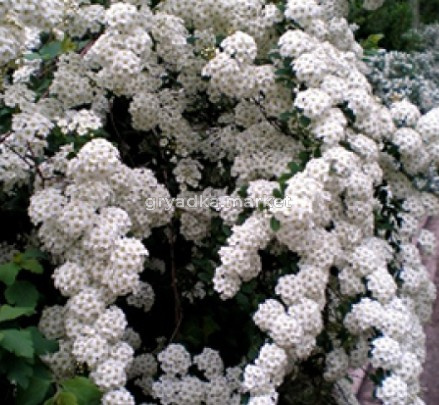 Скриншот 18-05-2026 150810
