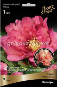 Пион ИТО-гибрид Хиллари 2-3 1шт