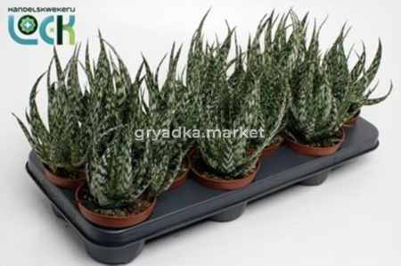 Алоэ Жако 10,5см