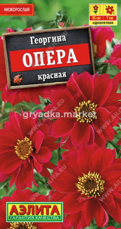Георгина Опера красная ---   Одн