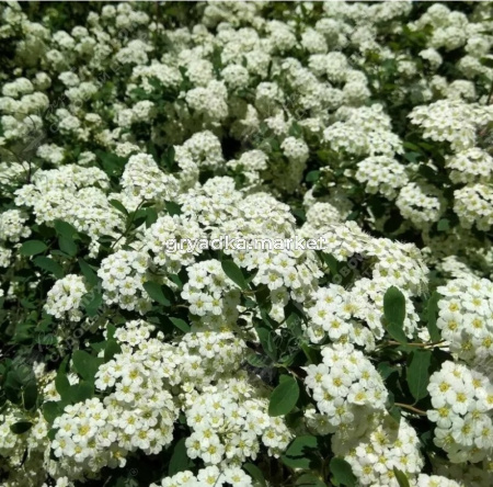 Спирея стелющаяся С3 ГлХ