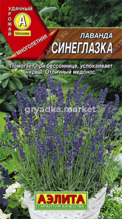 Лаванда Синеглазка Аэлита